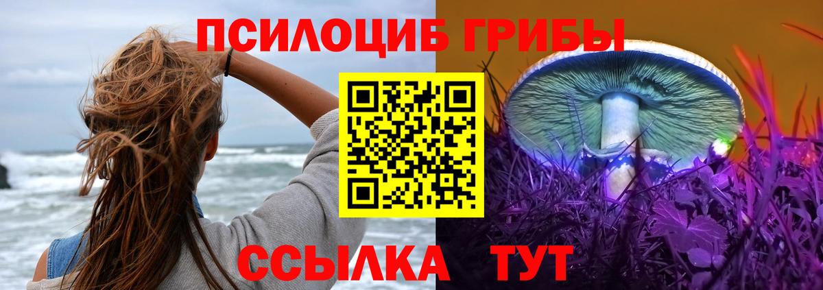 Псилоцибиновые грибы Psilocybe Апшеронск